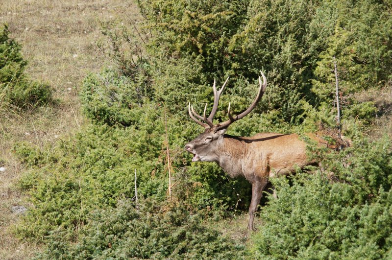 Un''arena molto contesa